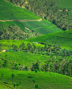 Munnar