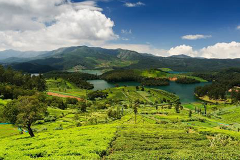 ooty